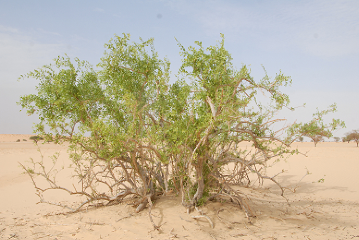 Peelu و  toothbrush tree و mustard tree و aarak و درخت شوره و چوج و Salt Bush